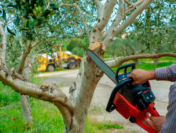 Best Tree Root Removal  in Myrtle Point, OR